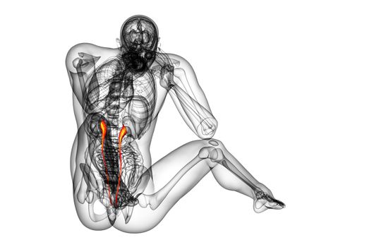 3d render medical illustration of the ureter - back view