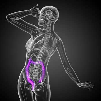 Human digestive system large intestine - back view
