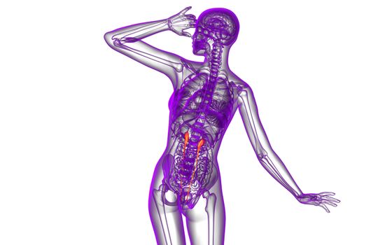 3d render medical illustration of the ureter - back view
