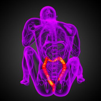 Human digestive system large intestine - back view