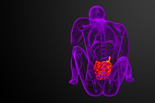 3d rendered illustration of the small intestine - back view