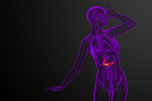 3d render medical illustration of the gallblader and pancrease - front view