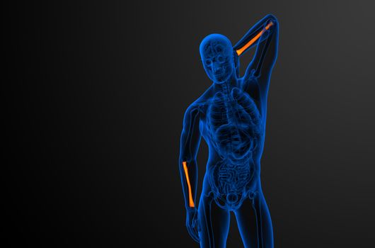 3d render medical illustration of the radius bone - front view
