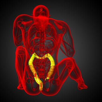 Human digestive system large intestine - back view