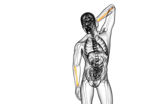 3d render medical illustration of the radius bone - front view