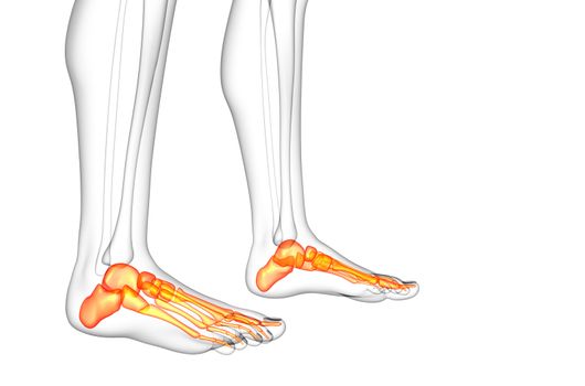 3d render medical illustration of the foot bone - side view