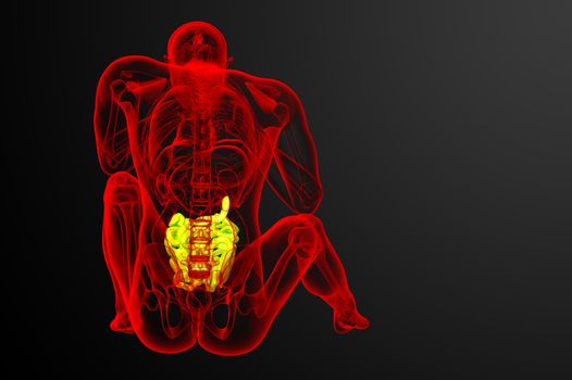 3d rendered illustration of the small intestine - back view