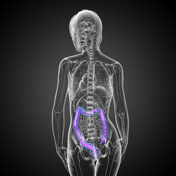 Human digestive system large intestine - back view
