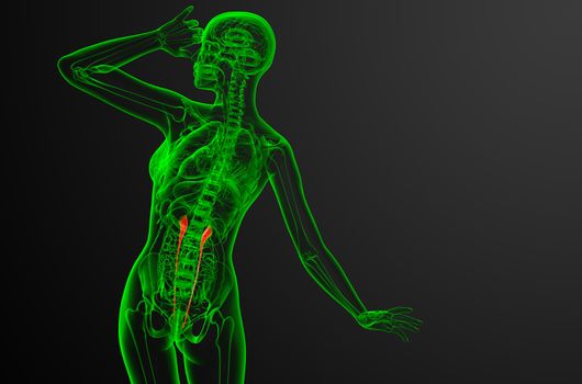 3d render medical illustration of the ureter - back view