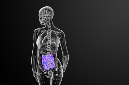 3d rendered illustration of the small intestine - back view