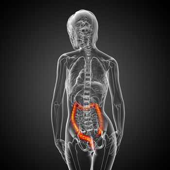 Human digestive system large intestine - back view