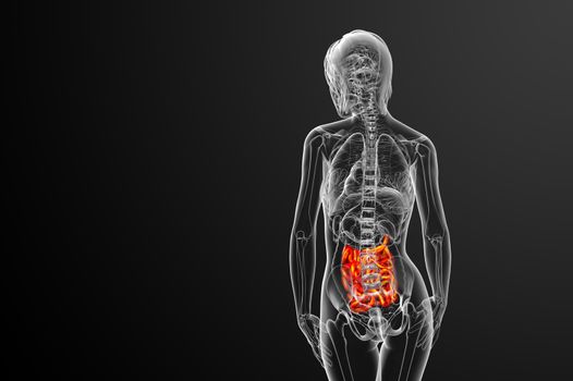3d rendered illustration of the small intestine - back view