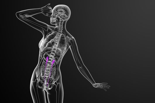 3d render medical illustration of the ureter - back view
