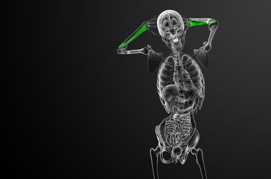 3d render medical illustration of the radius bone - front view