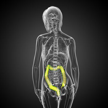 Human digestive system large intestine - back view