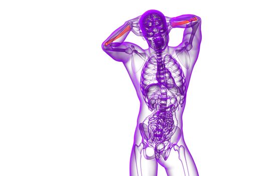 3d render medical illustration of the radius bone - front view