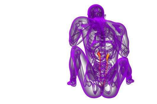 3d render medical illustration of the ureter - back view