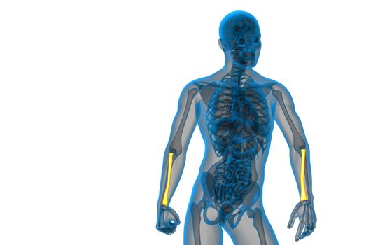 3d render medical illustration of the radius bone - front view