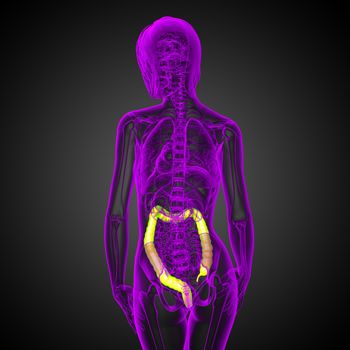 Human digestive system large intestine - back view