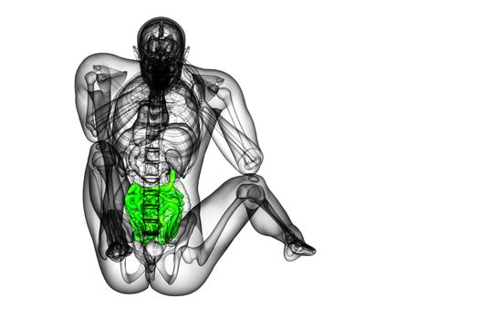 3d rendered illustration of the small intestine - back view