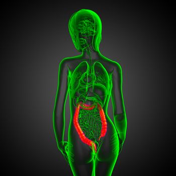 Human digestive system large intestine - back view