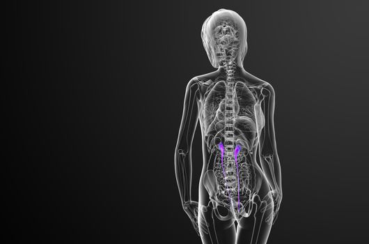 3d render medical illustration of the ureter - back view