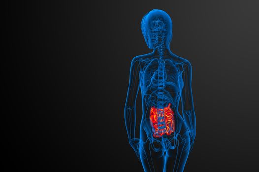 3d rendered illustration of the small intestine - back view