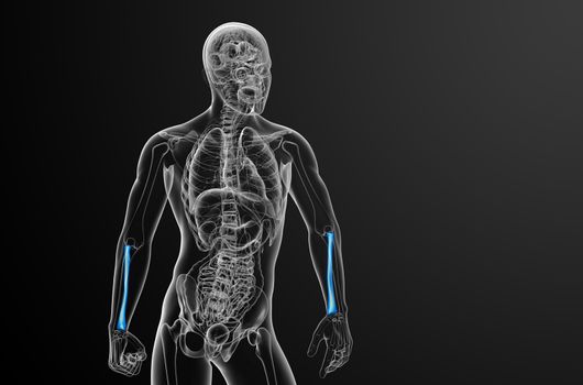 3d render medical illustration of the radius bone - front view