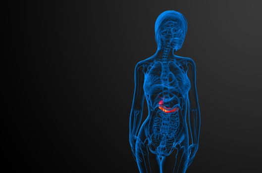 3d render medical illustration of the gallblader and pancrease - front view