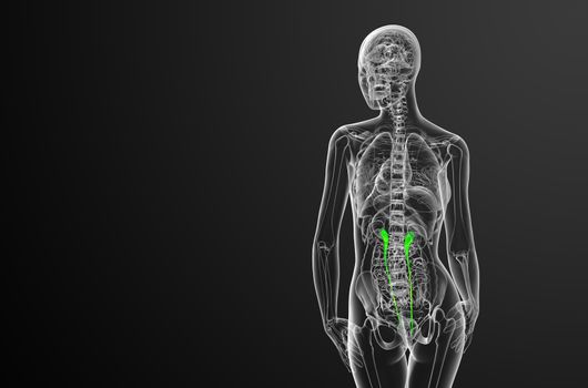 3d render medical illustration of the ureter - back view