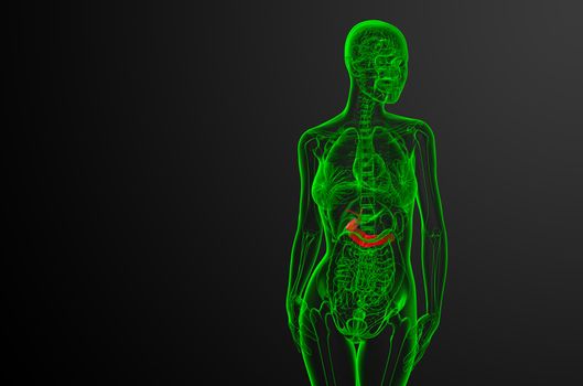 3d render medical illustration of the gallblader and pancrease - front view