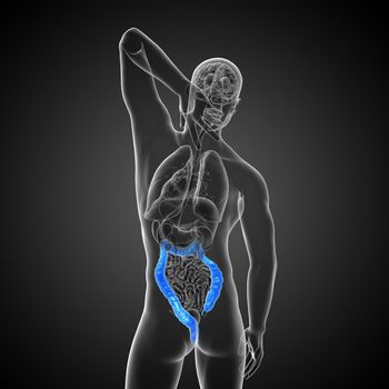 Human digestive system large intestine - back view