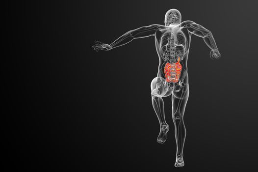 3d rendered illustration of the small intestine - back view