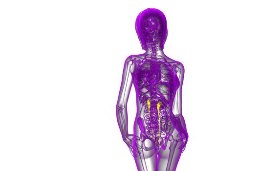 3d render medical illustration of the ureter - back view