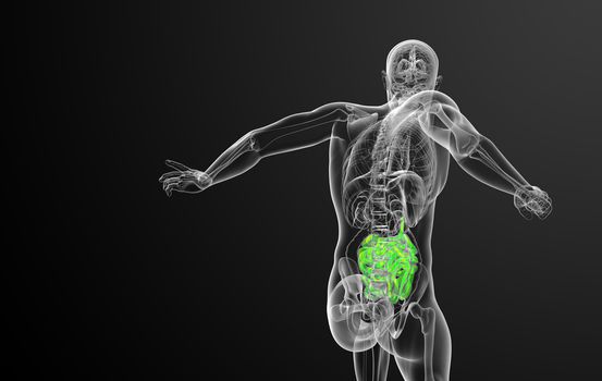 3d rendered illustration of the small intestine - back view