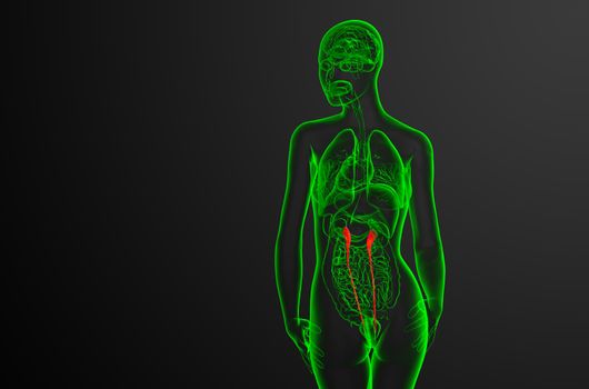 3d render medical illustration of the ureter - back view