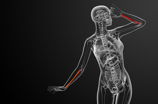 3d render medical illustration of the radius bone - front view