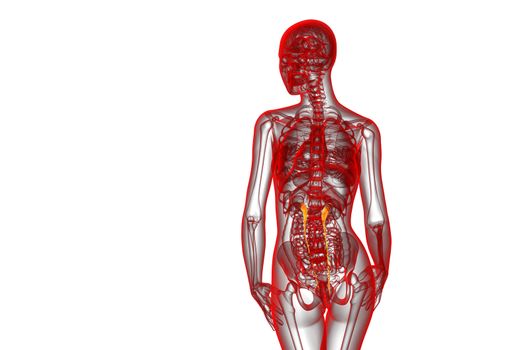 3d render medical illustration of the ureter - back view