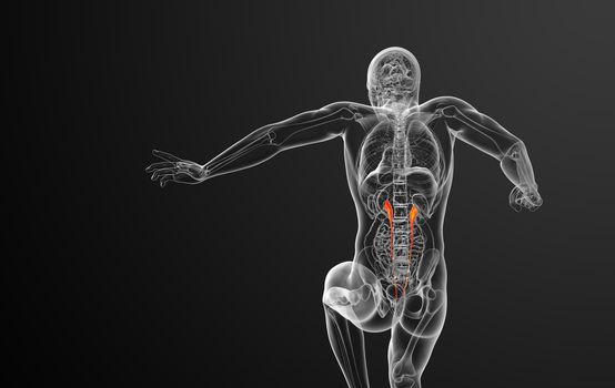 3d render medical illustration of the ureter - back view