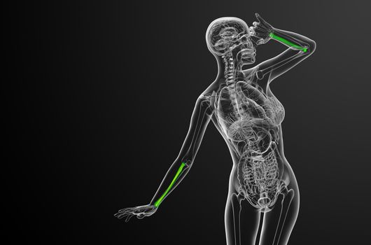 3d render medical illustration of the radius bone - front view