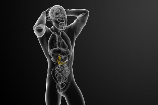 3d render medical illustration of the gallblader and pancrease - front view