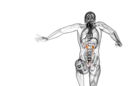 3d render medical illustration of the ureter - back view