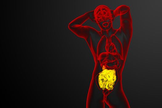 3d rendered illustration of the small intestine - front view