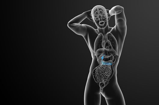 3d render medical illustration of the gallblader and pancrease - front view