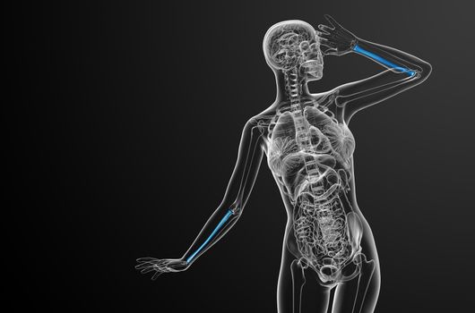 3d render medical illustration of the radius bone - front view