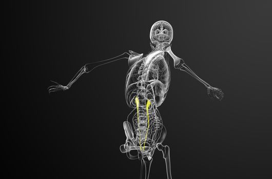 3d render medical illustration of the ureter - back view
