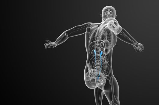 3d render medical illustration of the ureter - back view