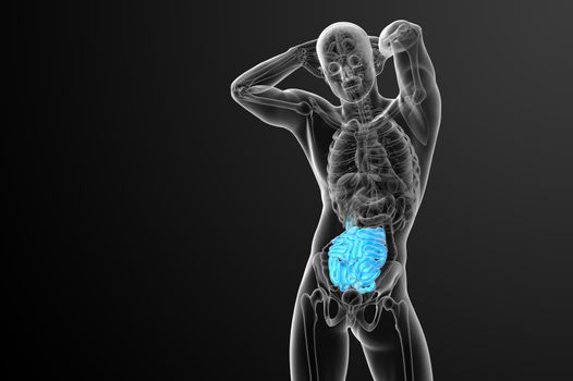 3d rendered illustration of the small intestine - front view