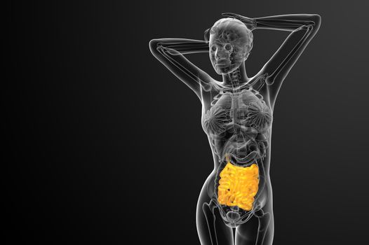 3d rendered illustration of the small intestine - front view