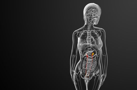 3d render medical illustration of the ureter - front view